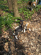 Beaglewandertag